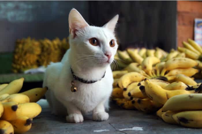 Aspectos negativos de la alimentación de gatos con banana