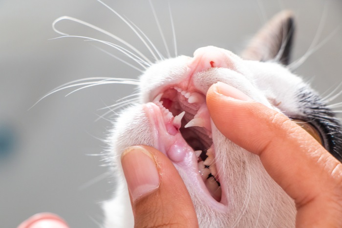 Cats teeth indicate aging
