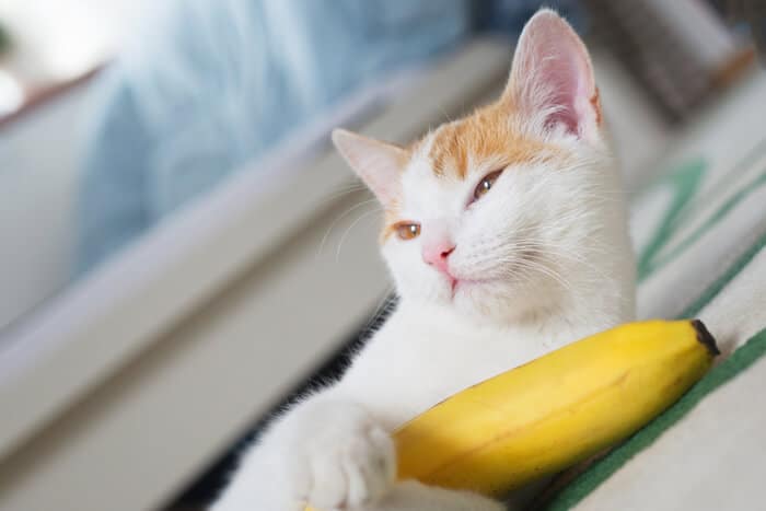 beneficios del plátano para gatos