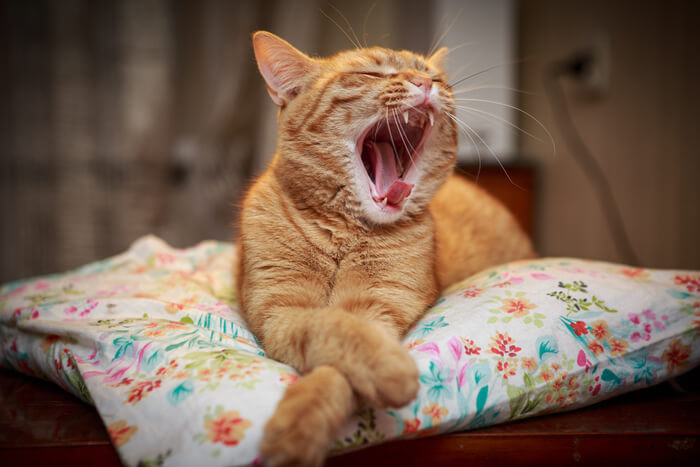 Cat Yawning Causes Of Bad Breath 1, The Cat 24