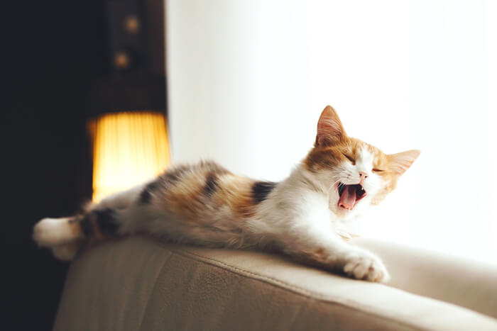 Cat Yawning On Couch 1, The Cat 24