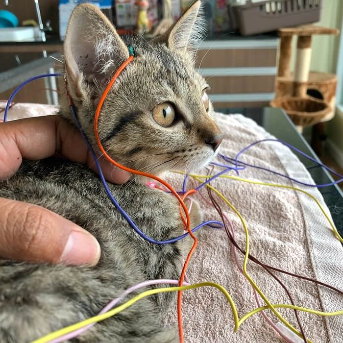 Cat receiving electro-acupuncture