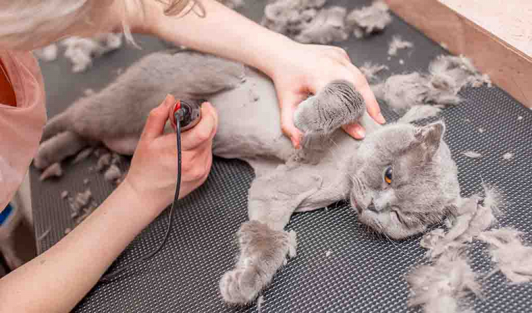 Can You Shave A Cat? We're All About Cats