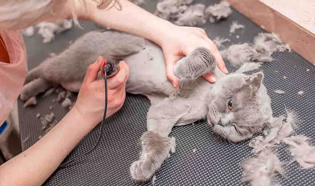 Can You Shave a Cat