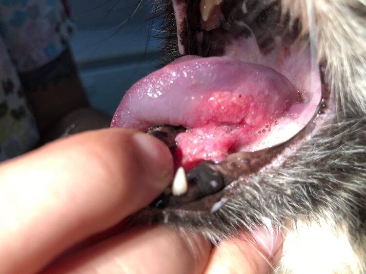 Causas del cáncer de boca en gatos