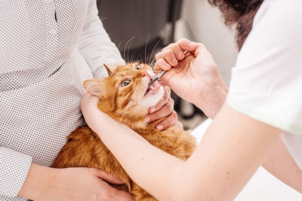 Clavamox For Cats Overview, Dosage & Side Effects All About Cats