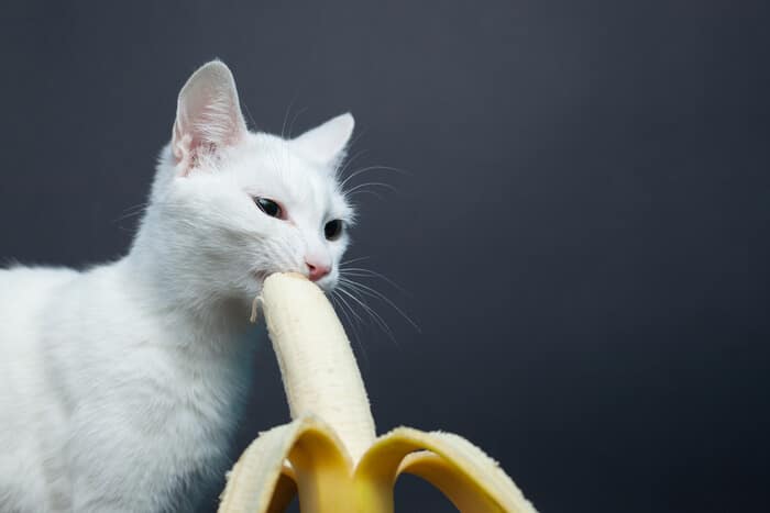 Is banana good for cats feature