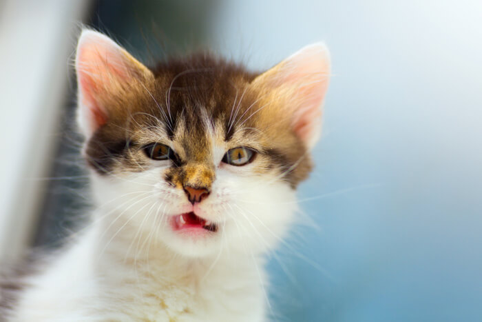 Kitten Sneezing Due to Irritants 1
