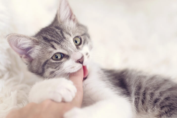Kitten Biting Finger 1, The Cat 24