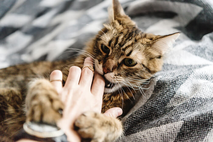 Why Does My Cat Bite Me? We're All About Cats