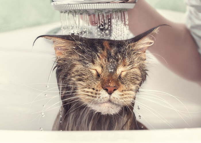 Cat being bathed