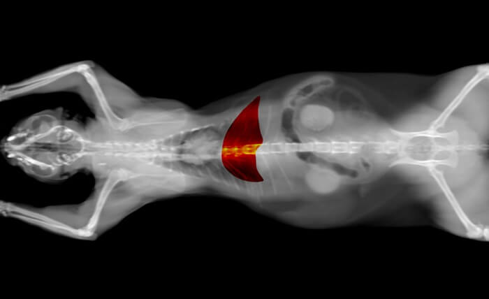 Tomografía computarizada de cáncer de hígado de gato