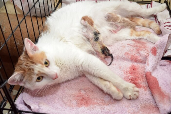 Cat Giving Birth What You Need To Know All About Cats
