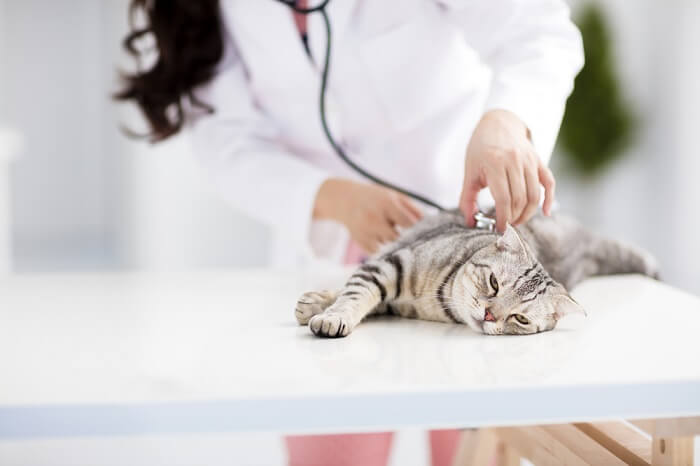 vétérinaire examinant un chat
