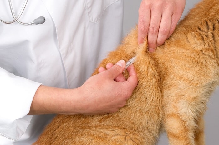 cat inject skin