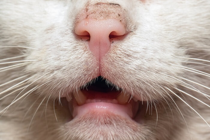Mouth cancer in cats