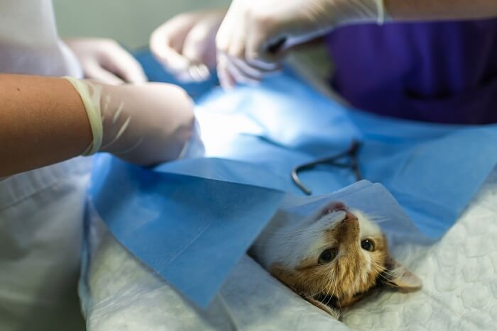 Tratamiento de problemas de las glándulas anales en gatos