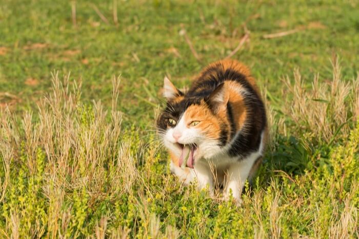 Cat vomiting in the grass