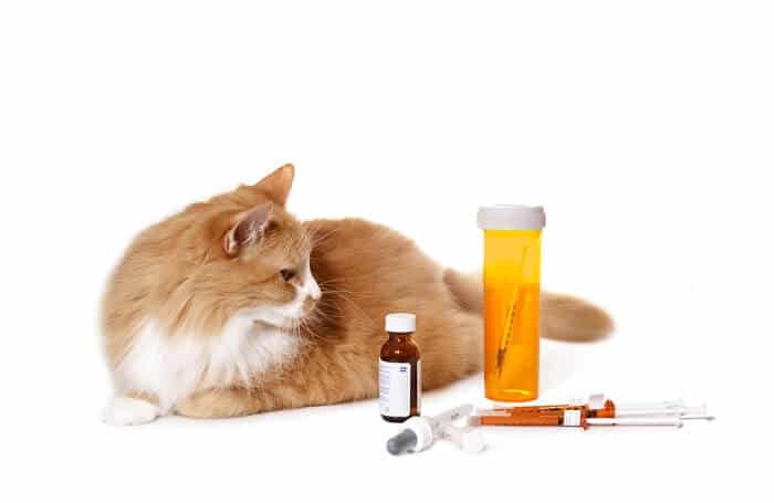 Cats Medicine, The Cat 24