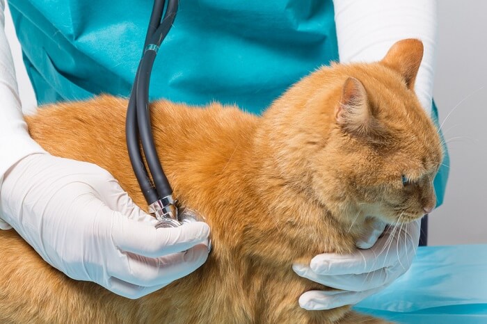 Lung cancer in cats feature