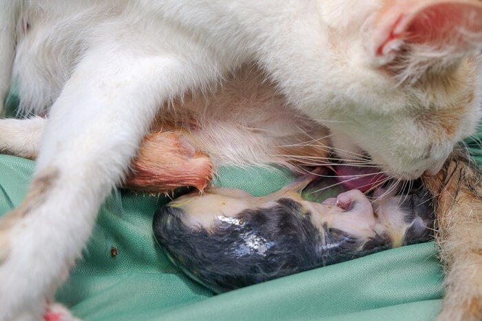 Caring for cat after birth