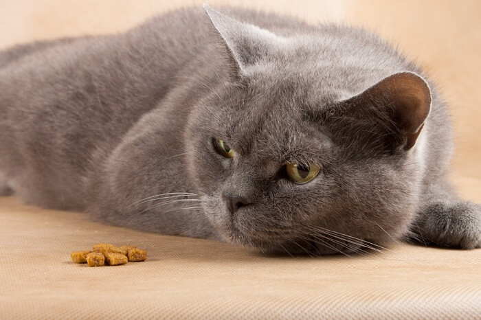 Prognosis of anorexia in cats