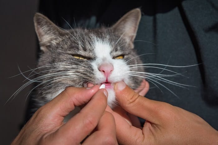Dosificación de furosemida para gatos