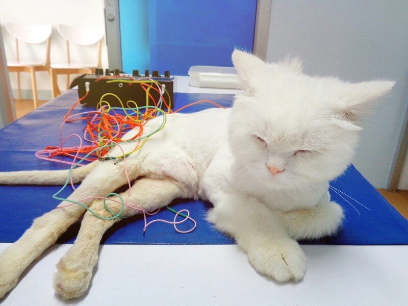 Physical Theraphy, The Cat 24