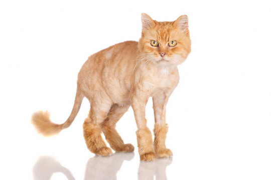 Can You Shave A Cat? We're All About Cats