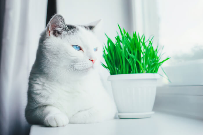 Cat with cat grass