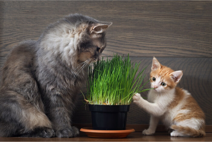 Cat and kitten with cat grass