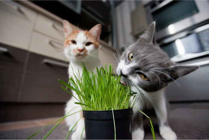 Cats eating grass