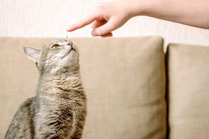 Cat targeting finger trick