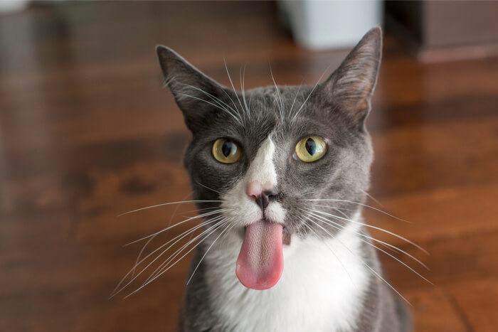 Cat Tongue 1 1, The Cat 24