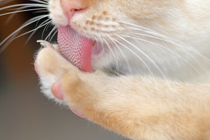 Cat Tongue 2 1, The Cat 24