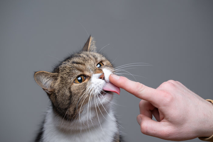 Cat licking finger