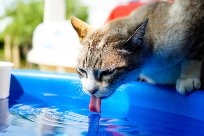 Cat drinking with tongue