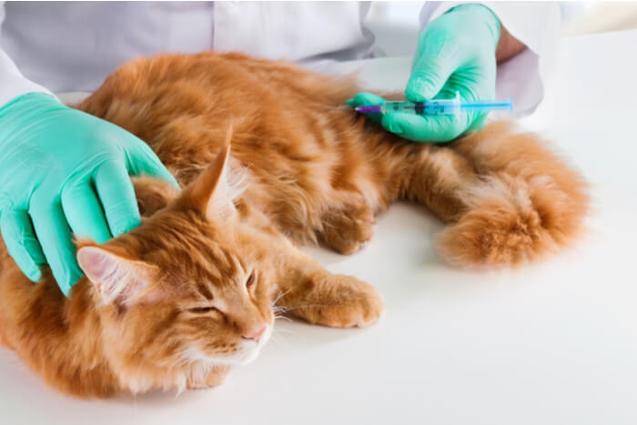 cat receiving a diabetes treatment