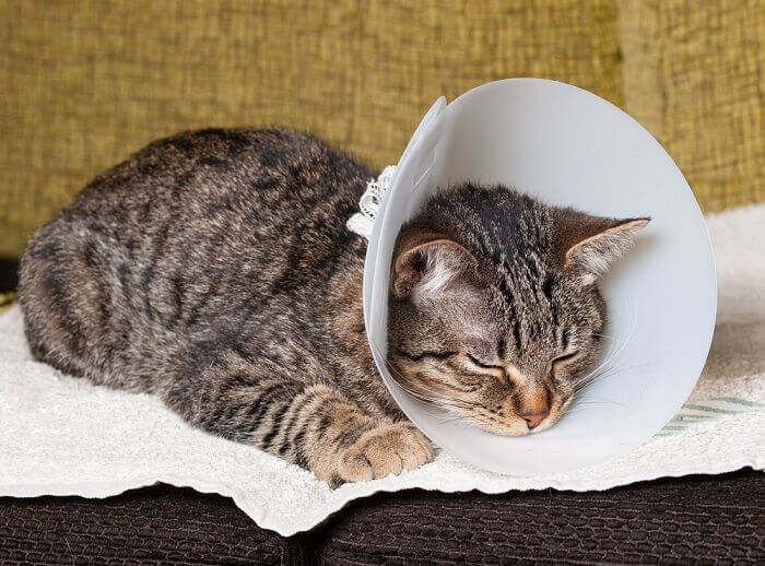Cat wearing a cone 