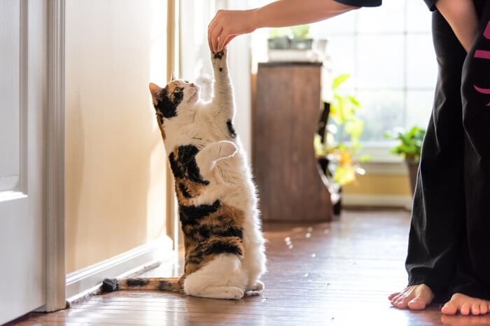 5 Easy Tricks To Teach Your Cat - All About Cats