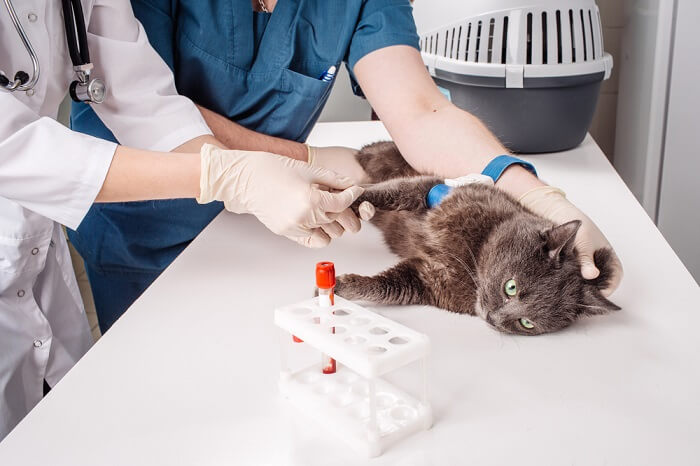 Cat being treated at veterinarian