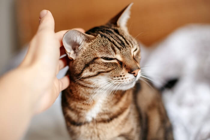 entiende los sentidos de tu gato