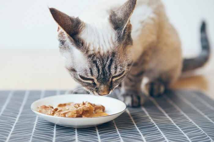 Grain free diets for cats