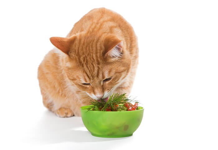 Cat eating salad