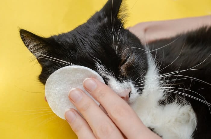 Tratamiento de ojos llorosos en gatos