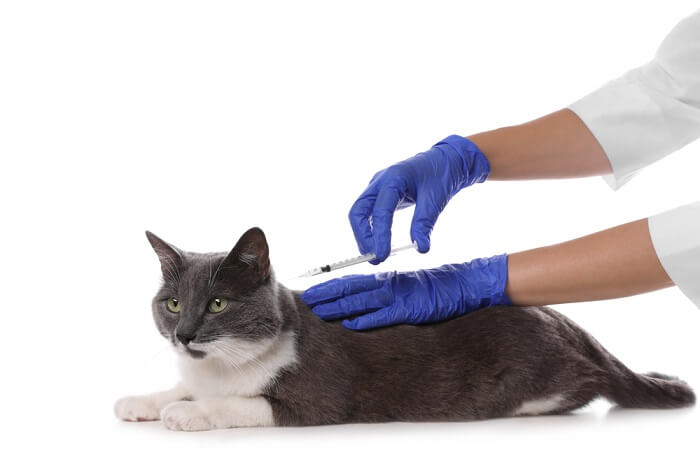 Cat Injection, The Cat 24