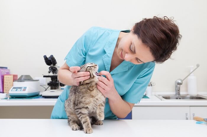 Veterinario mirando en la boca de un gato