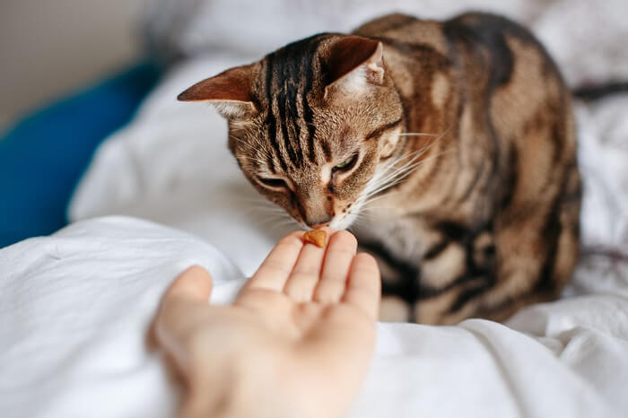 Person passing a treat to a cat