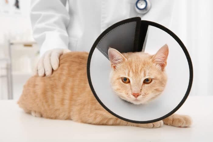 Urethral Obstruction In Cats Causes, Symptoms & Treatment All About Cats