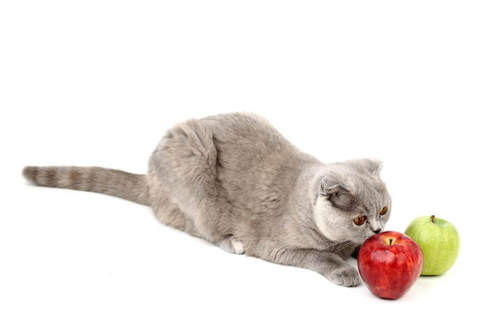 Cat sitting with two apples